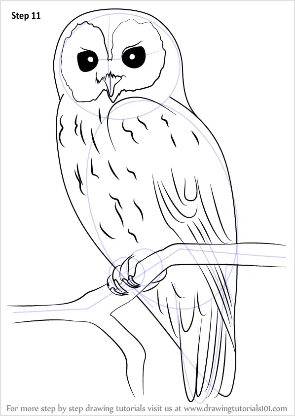 How to Draw a Tawny Owl (Owls) Step by Step