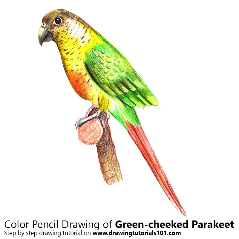 Green-cheeked parakeet Color Pencil Drawing