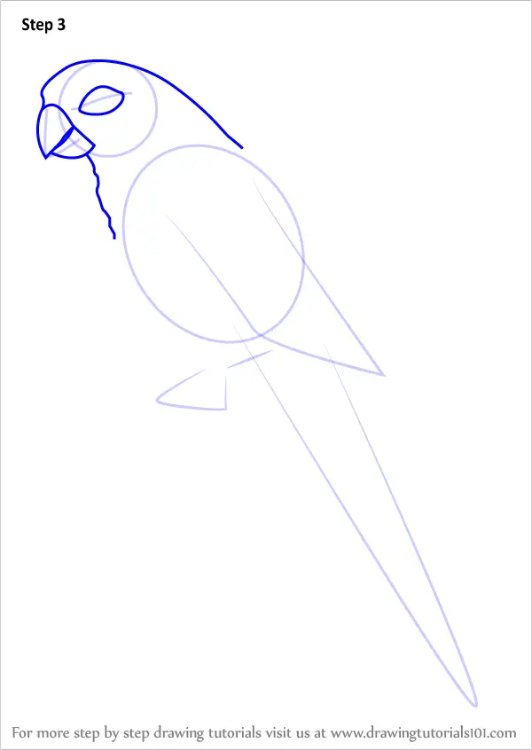 Learn How to Draw a Green-cheeked parakeet (Parrots) Step by Step ...