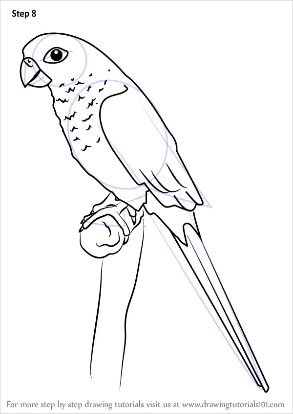 Learn How to Draw a Green-cheeked parakeet (Parrots) Step by Step ...