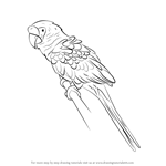 How to Draw a Military macaw
