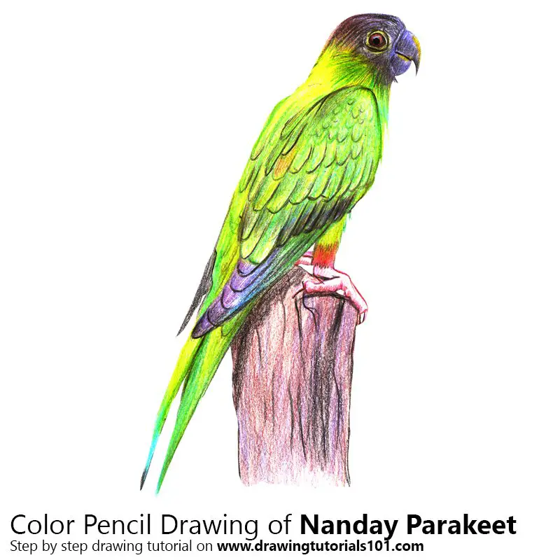 Nanday Parakeet Color Pencil Drawing