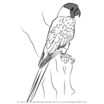 How to Draw a Nanday Parakeet