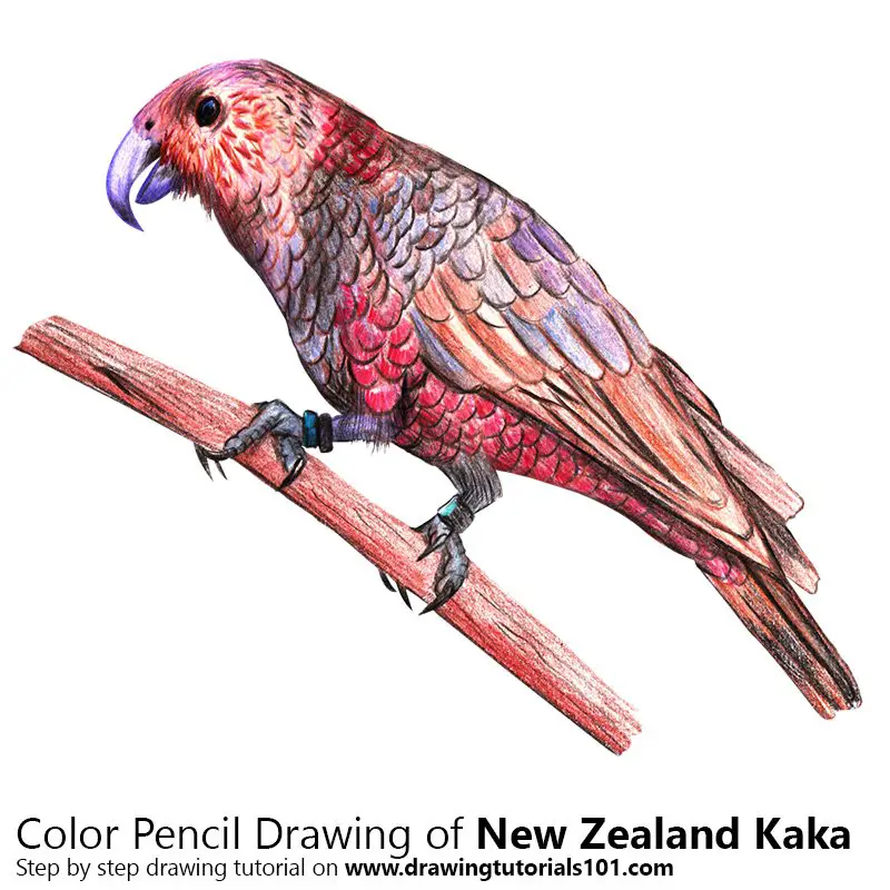 Kaka Colored Pencils Drawing Kaka with Color Pencils