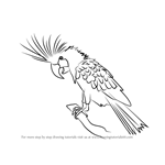 How to Draw a Palm Cockatoo