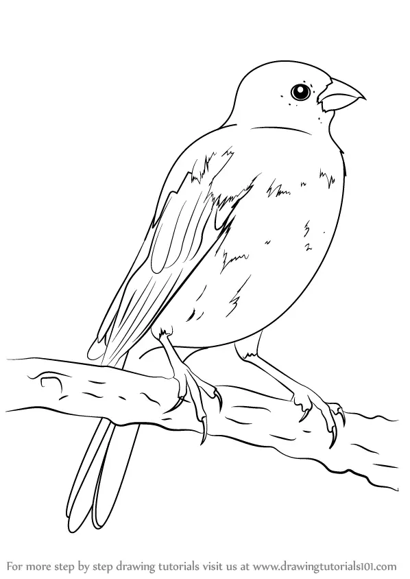 Learn How to Draw a Parakeet (Parrots) Step by Step : Drawing Tutorials