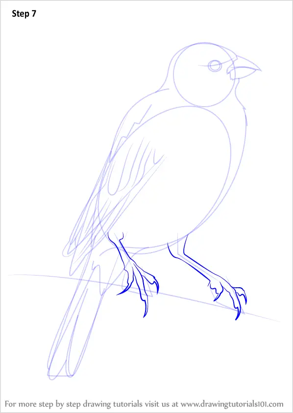 Learn How to Draw a Parakeet (Parrots) Step by Step : Drawing Tutorials