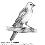 How to Draw a Parakeet
