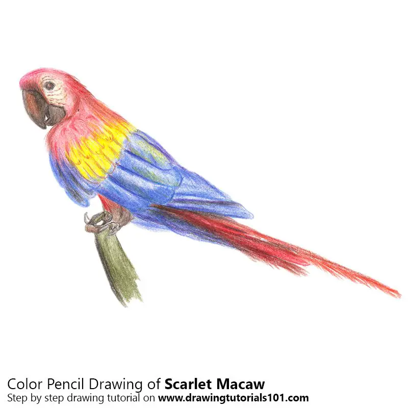 Scarlet Macaw Color Pencil Drawing