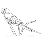 How to Draw a Scarlet Macaw
