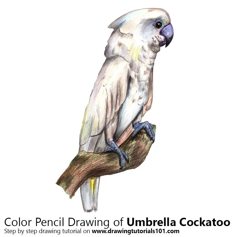 Umbrella Cockatoo Color Pencil Drawing