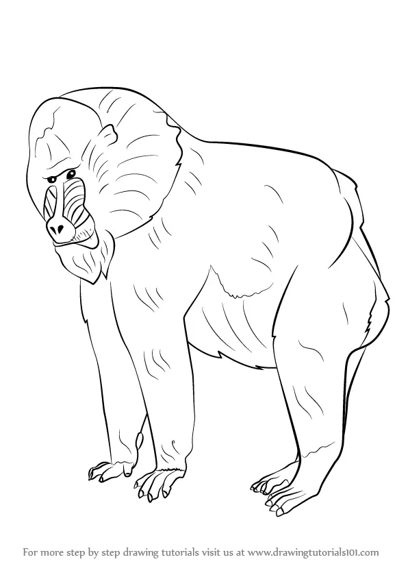 Step By Step How To Draw A Mandrill