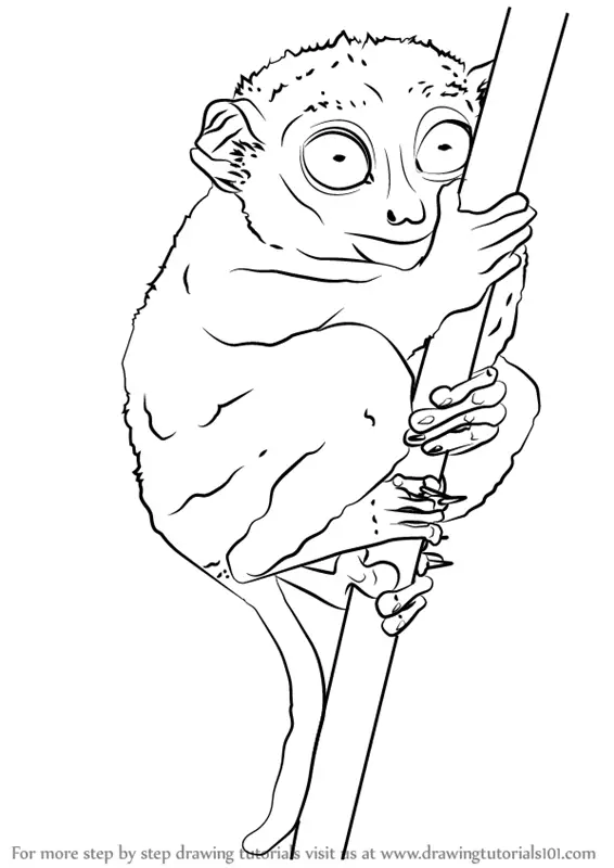 Learn How to Draw a Philippine Tarsier (Primates) Step by Step