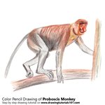 How to Draw a Proboscis Monkey