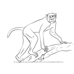 How to Draw a Rhesus Macaque