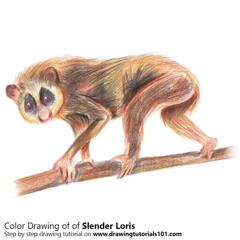 Slender Loris Color Pencil Drawing