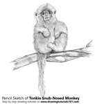 How to Draw a Tonkin Snub-Nosed Monkey
