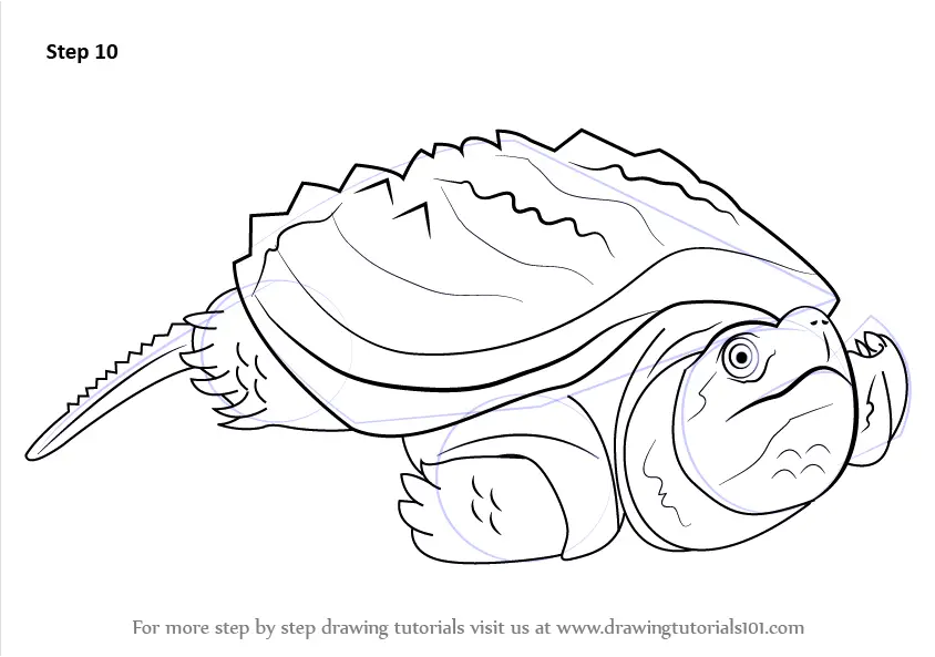 Learn How to Draw an Alligator Snapping Turtle (Reptiles) Step by Step