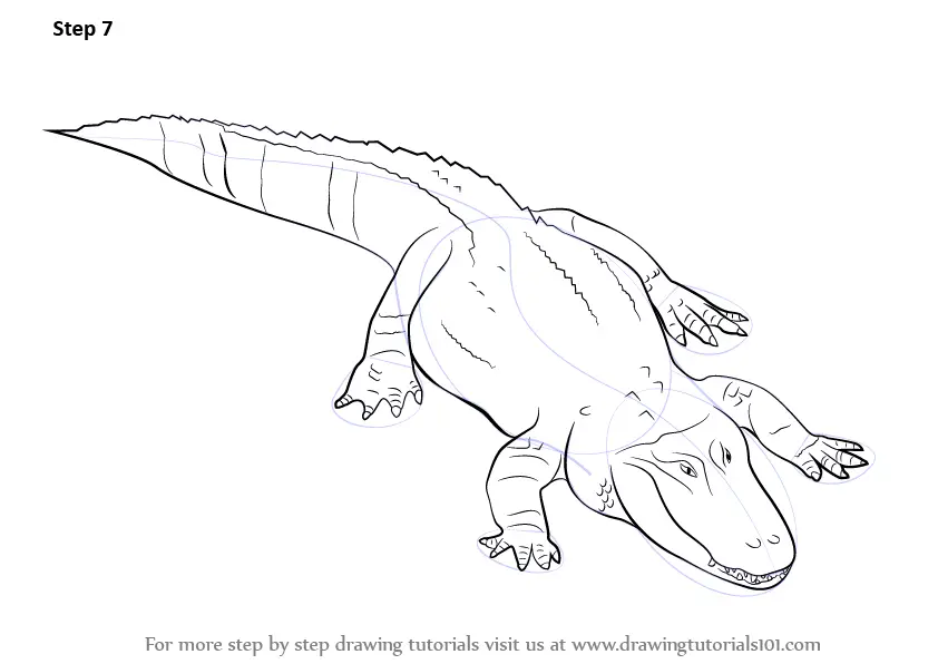 Learn How to Draw a Alligator (Reptiles) Step by Step Drawing Tutorials