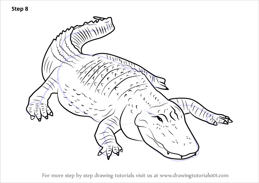 Learn How to Draw an American alligator (Reptiles) Step by Step