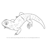 How to Draw a Barking Gecko