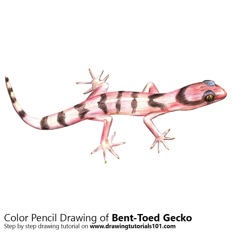 Bent-Toed Gecko Color Pencil Drawing