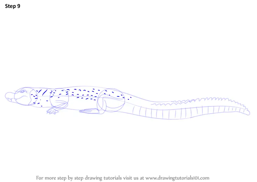 Step by Step How to Draw a Black Caiman