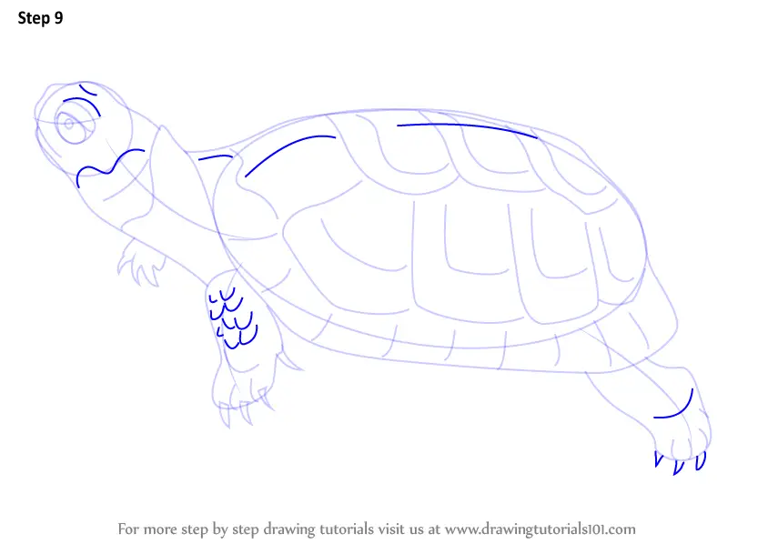 How to Draw a Bog Turtle (Reptiles) Step by Step