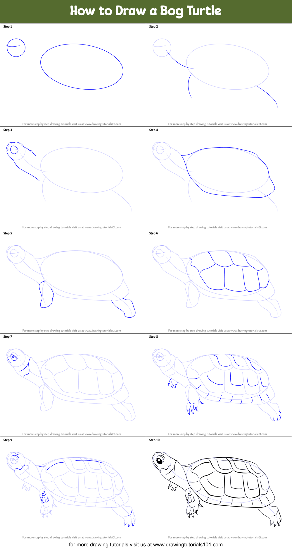 How to Draw a Bog Turtle printable step by step drawing sheet