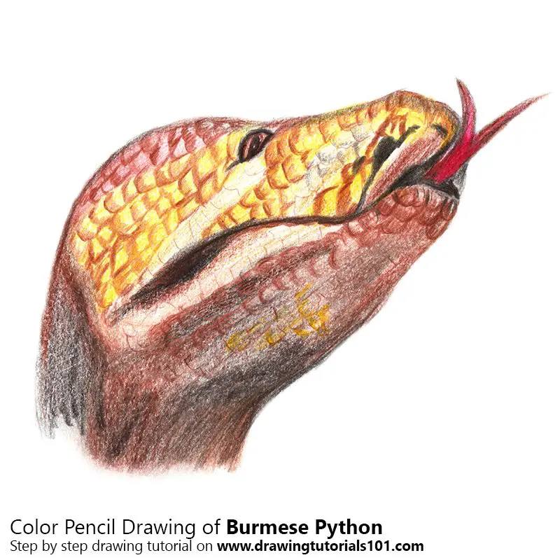 Burmese Python Colored Pencils Drawing Burmese Python with Color