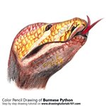 How to Draw a Burmese Python