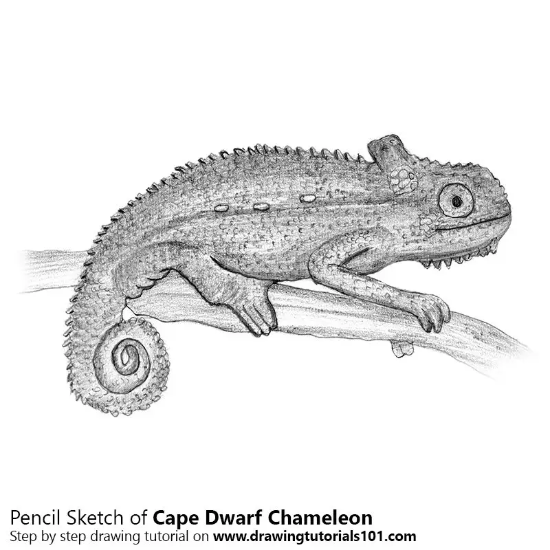 Pencil Sketch of Cape dwarf chameleon - Pencil Drawing