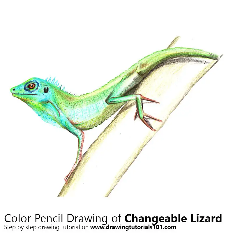 Changeable Lizard Color Pencil Drawing