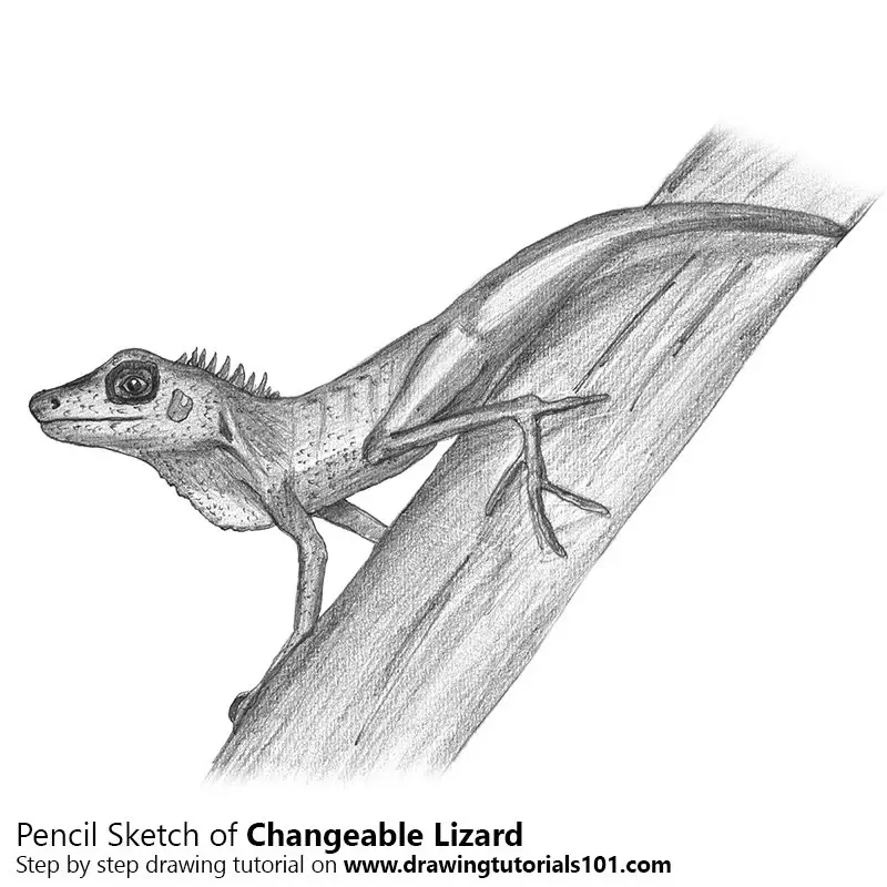 Pencil Sketch of Changeable Lizard - Pencil Drawing