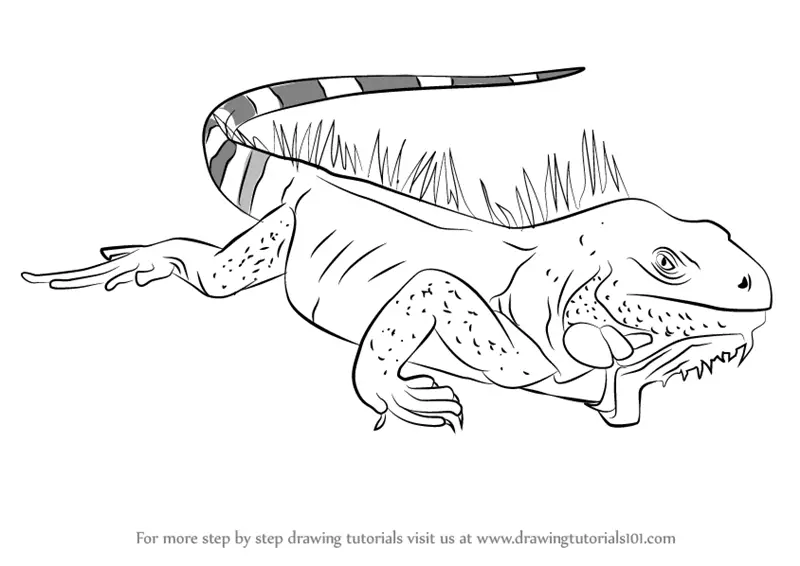 iguana drawing outline