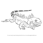 How to Draw Iguana Lizard