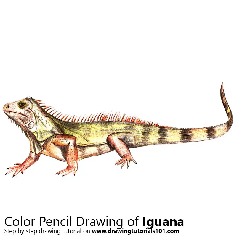 Iguana Color Pencil Drawing