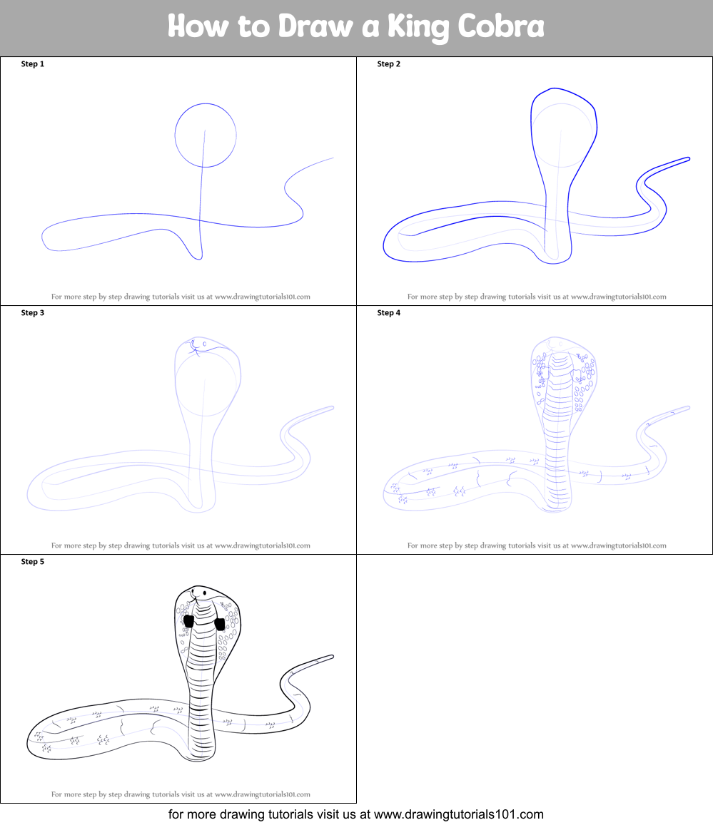 How To Draw A King Cobra Step By Step Drawing Guide B vrogue.co