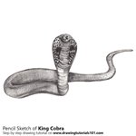 How to Draw a King Cobra