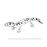 How to Draw a Leopard Lizard