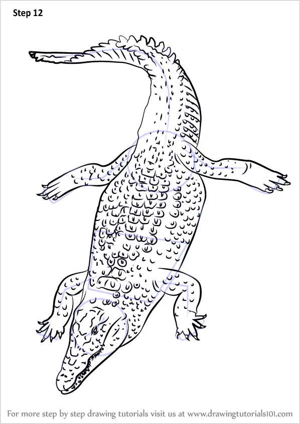 Learn How to Draw a Nile Crocodile (Reptiles) Step by Step : Drawing