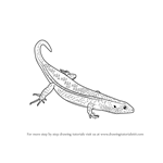 How to Draw an Ocellated Skink