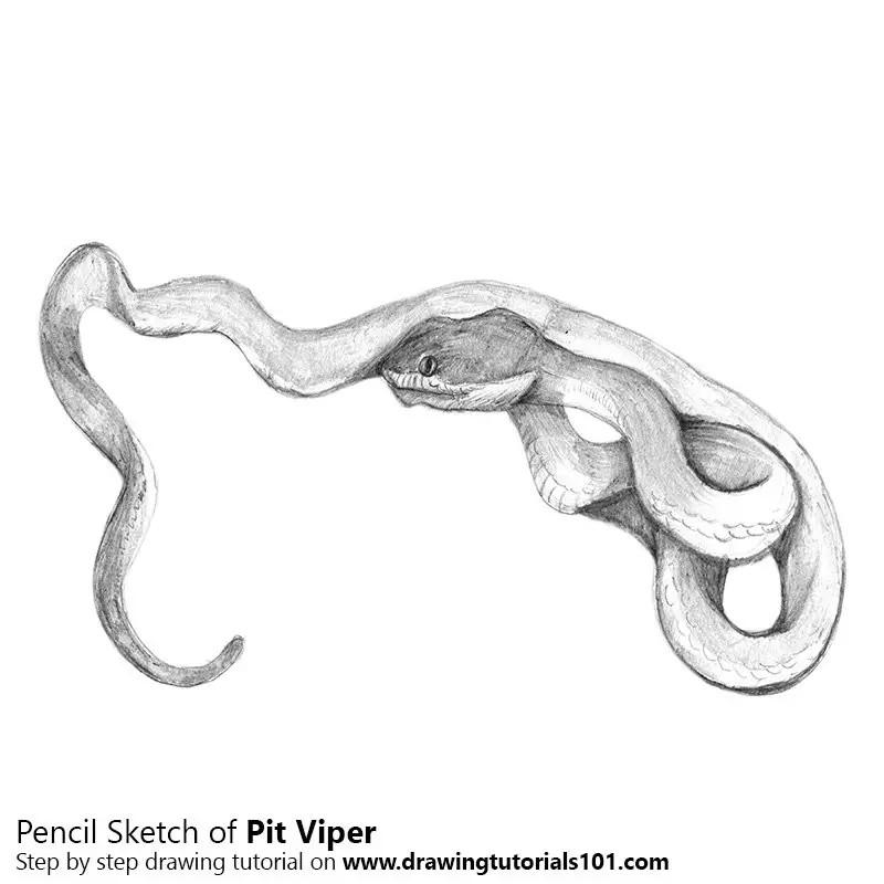 Pencil Sketch of Pit Viper - Pencil Drawing
