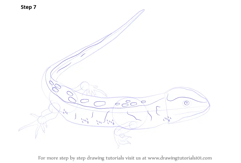 Learn How to Draw a Sand Lizard (Reptiles) Step by Step : Drawing Tutorials