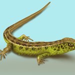 How to Draw a Sand Lizard