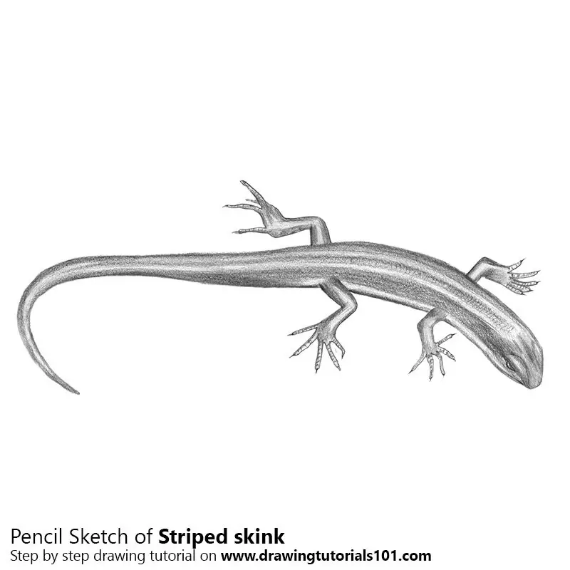 Pencil Sketch of Striped skink - Pencil Drawing