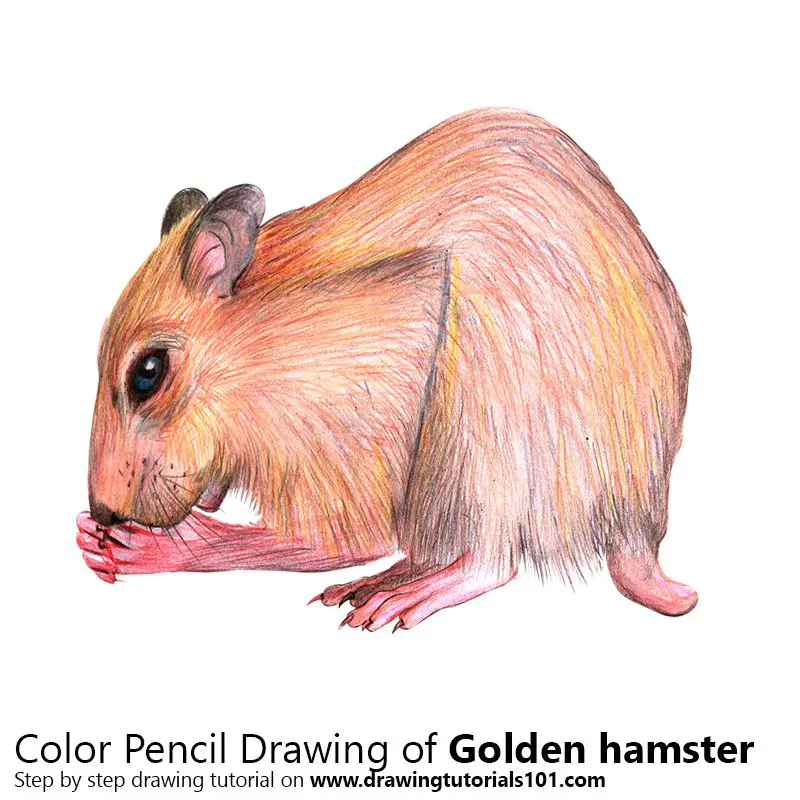 Golden hamster Color Pencil Drawing