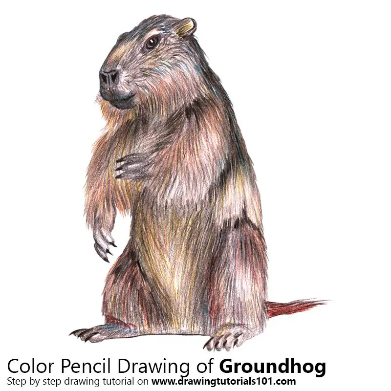 Groundhog Color Pencil Drawing