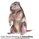 How to Draw a Groundhog