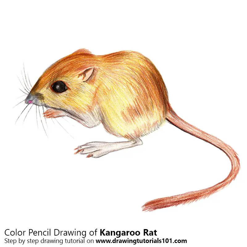 Kangaroo Rat Color Pencil Drawing